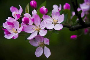 品种繁多，各有特色