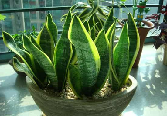 虎尾兰：强力去甲醛型