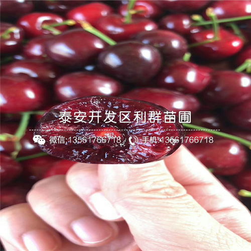 自问自答：9块9的种子为啥是坑？