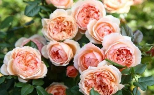 杏粉色玫瑰：浪漫的使者