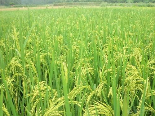 水稻生长的关键时期：二叶一心阶段