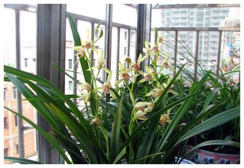 植料是否透气、排水好？适合兰花吗