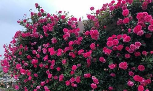 一季花期和耐寒品种介绍