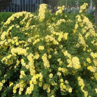 黄刺玫的花期是多久？它与其他蔷薇品种相比有哪些特点？