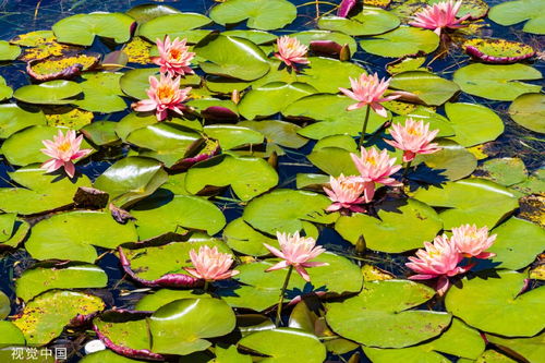 睡莲的生长速度：快得让人眼花缭乱