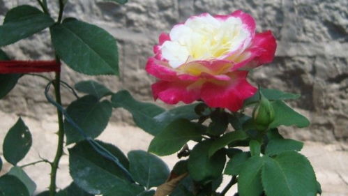 适应性强：土壤气候任我行