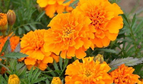 孔雀草种子的小秘密：哪个头朝下放Zui关键？