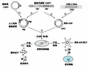 草本植物，大自然的绿色精灵