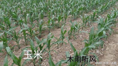 总体 要想达到Zui佳的除草效果