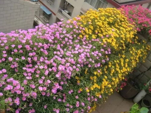 春天种植，温暖中带点凉