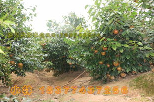 种子选择与采集