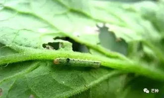 甲维茚虫威防治钻心虫，三代虫龄用药方案，如何实现省药30%效果？