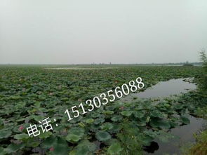 荷花种子如何种植才能确保成活率高
