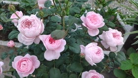 月季老桩的缓苗时间与养护