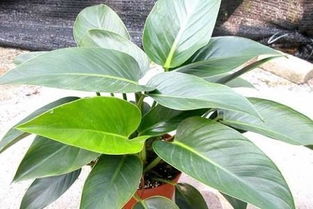 科普视频：绿植金钻换盆的技巧