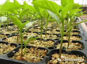 步骤① 定时控温法