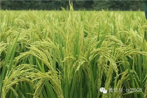 六、 复配使用可加快见效时间