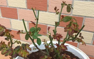 环境因素也不可忽视