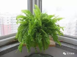 除甲醛花草推荐？有哪些植物能快速净化空气