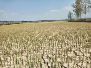 东北的寒冷与干旱