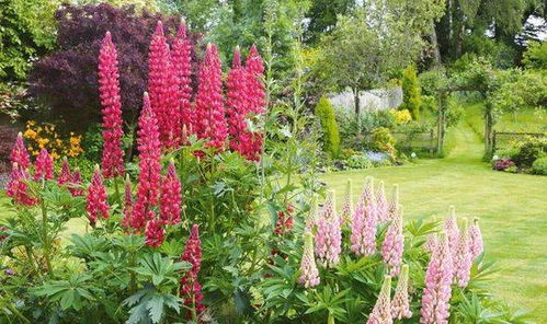 新疆户外耐旱抗风观赏植物大盘点