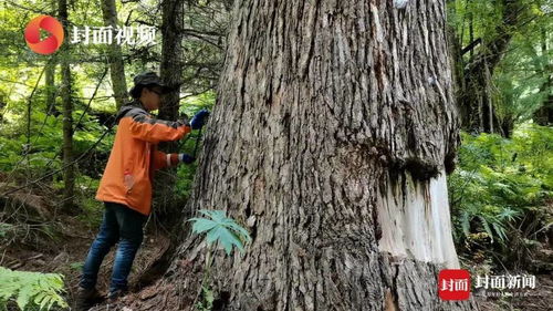 树木虫害的烦恼