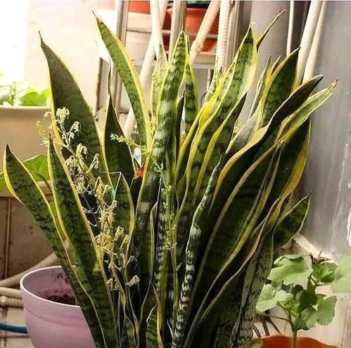 虎皮兰盆景秋季养护，如何避免黄叶脱落