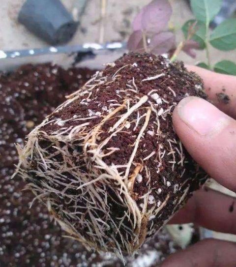 月季繁殖：高压繁殖法