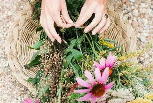 枯萎花朵，生机何在
