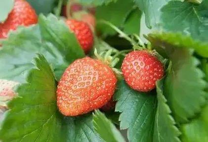 多菌灵：广谱杀菌， 应用广泛