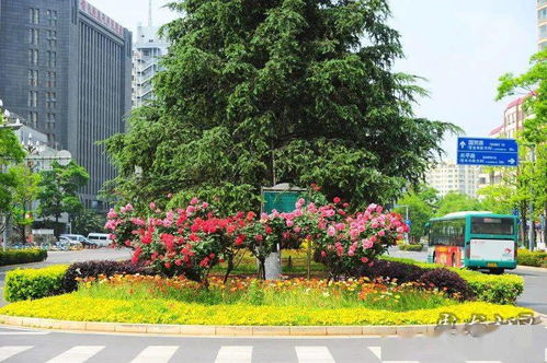 成品盆栽，等你来挑