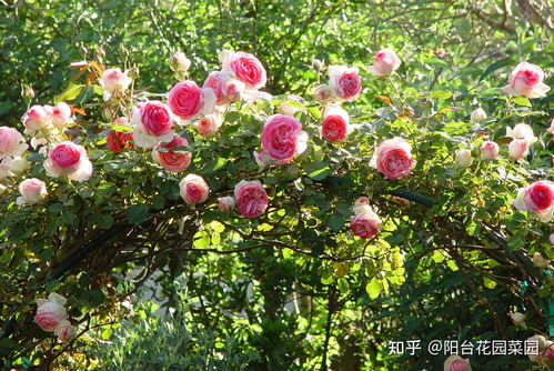 爬藤架子， 搭得早，省得烦恼