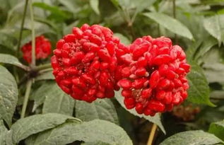 三七花的种植要求