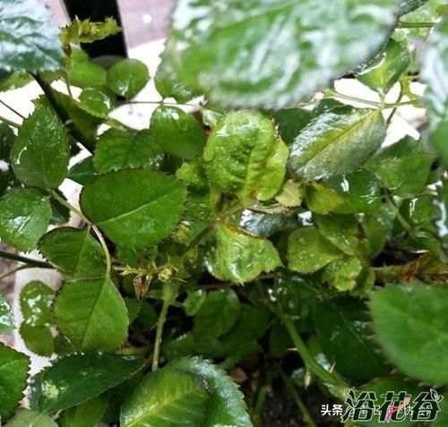 月季新叶发黑发白卷曲之谜