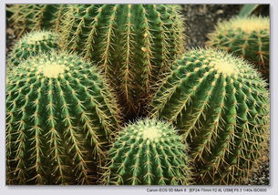 仙人掌：小刺猬的盆栽生活