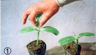 茎蔓扦插，简单又好玩