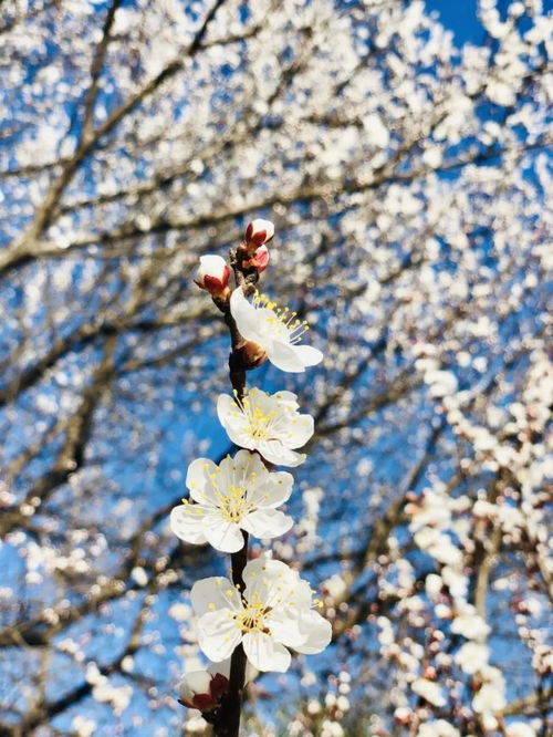 俄罗斯国花是？神秘之花