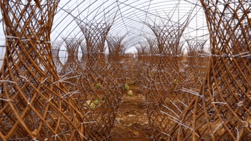 观赏与药用，两路并进