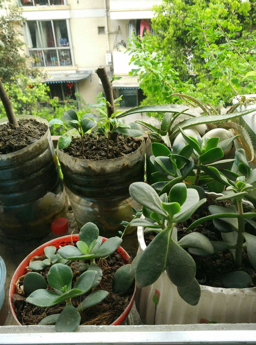阳台植物枯萎了是缺水还是病虫害