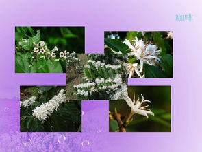 草本植物的世界，奇妙极了