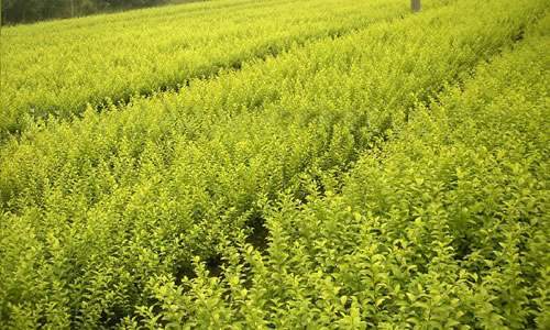 杂草多了红叶石楠苗嫩好好长吗？