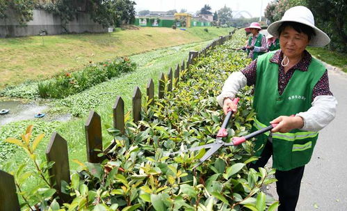 修剪：保持形状，促进生长