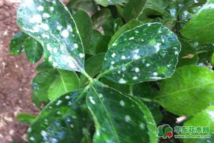 其他病害：一并解决