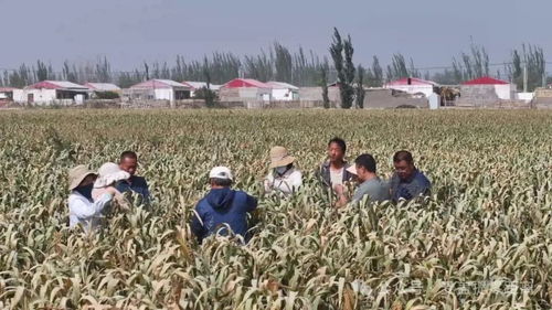 盐碱地，曾经的无用之地，如今竟成了“金土地”？