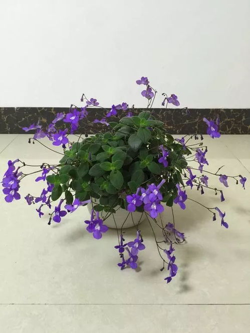 墙上的花儿，美丽又耐阴，选对了就美美哒！