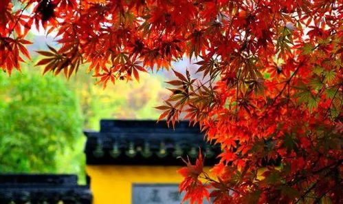 传统树种， 根深蒂固