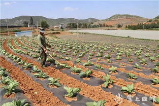 荒山秃岭，种草难题