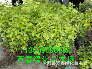 金叶女贞常见病害及防治