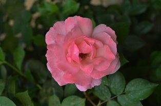 月季与蔷薇的纷争：一场惯与花卉的较量