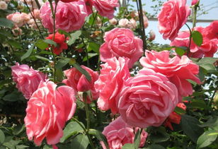 月季花开，季节有讲究